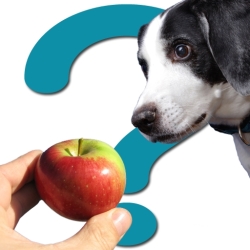 Can Dogs Eat Sesame-Oil? - Which foods are dangerous or ...
